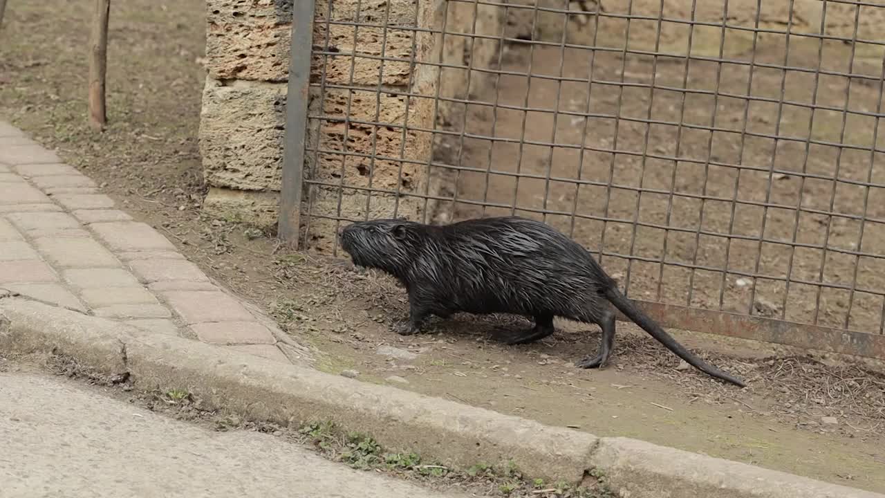 河狸鼠(又名海狸鼠)走在人行道上。视频素材