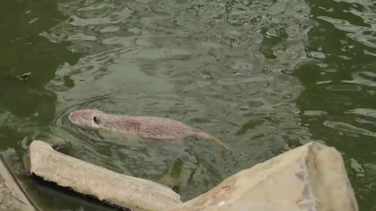 河狸鼠(又名海狸鼠)正在湖里游泳。视频素材