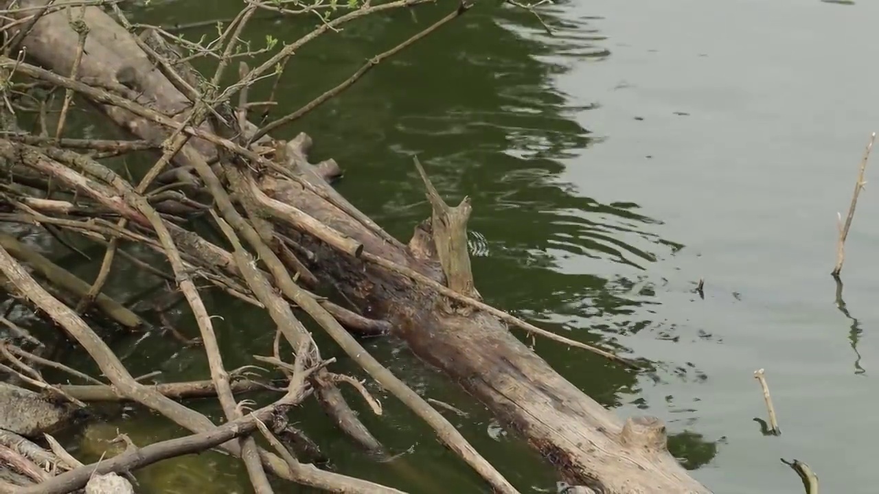 河狸鼠(又名海狸鼠)正在湖里游泳。视频素材