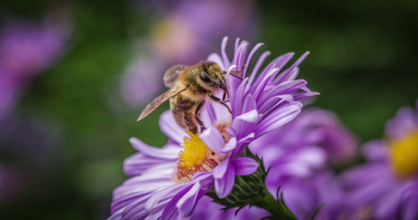 紫菀花上的蜜蜂视频素材