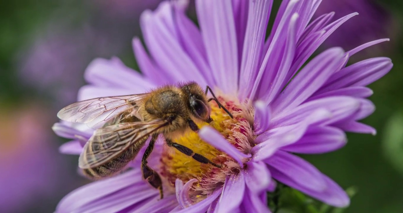 蜜蜂授粉紫菀花-慢动作视频素材
