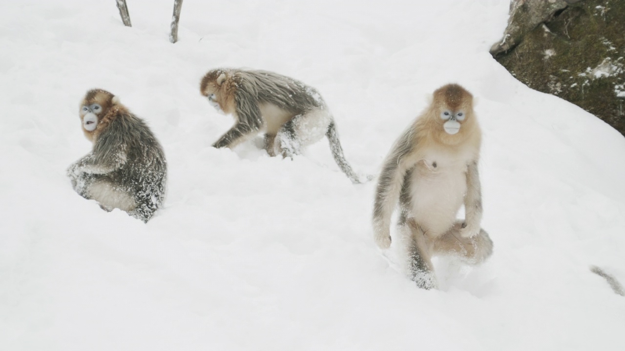 中国冬季风景中的金丝猴视频下载