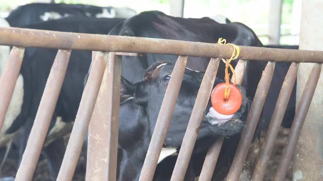 在现代化的农场里，奶牛(黑色和白色)正在吃草料。视频下载