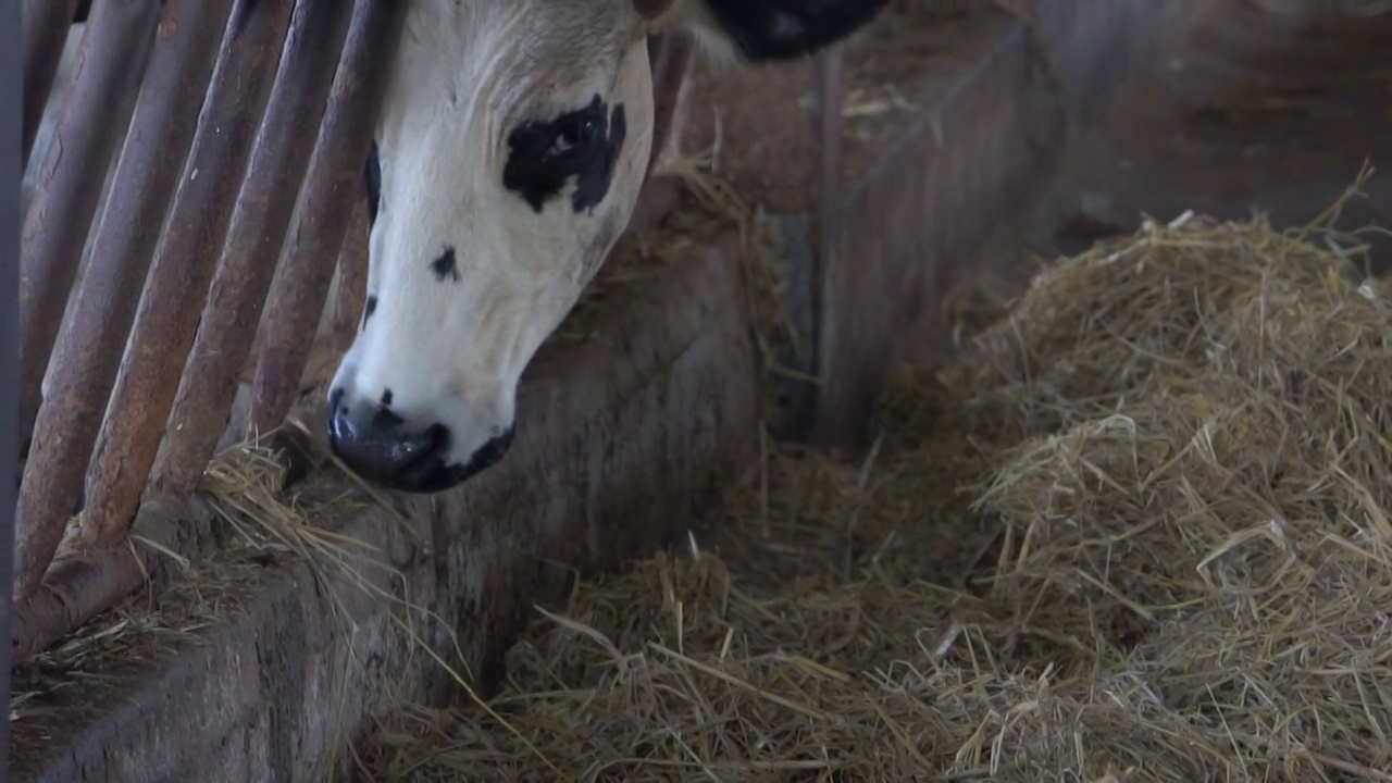 在现代化的农场里，奶牛(黑色和白色)正在吃草料。视频下载