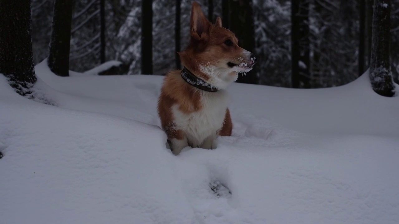 一只可爱的红色威尔士柯基彭布罗克小狗走在积雪覆盖的道路上，背景是霜冻的冬季森林。视频素材