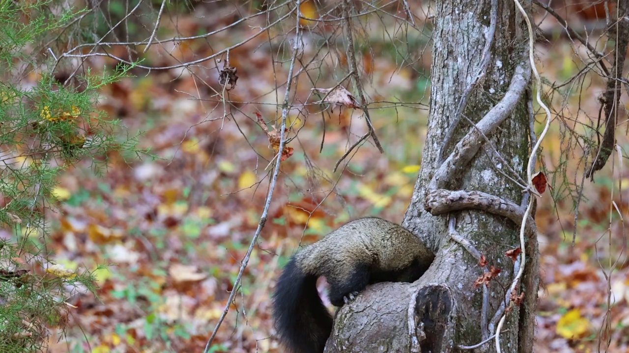 狐狸松鼠在皮埃蒙特的秋天森林的树洞里喝雨水视频素材