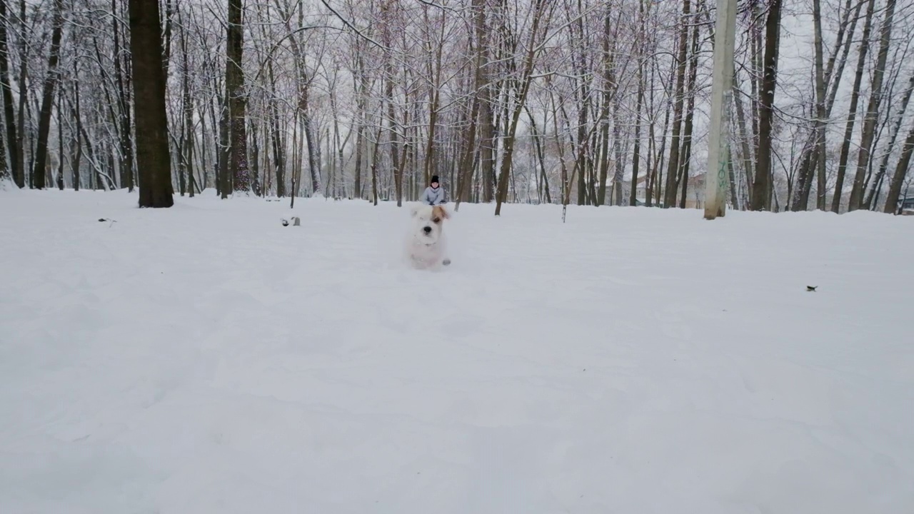 快乐的女孩和狗在公园玩，冬天。下雪。慢镜头镜头视频素材