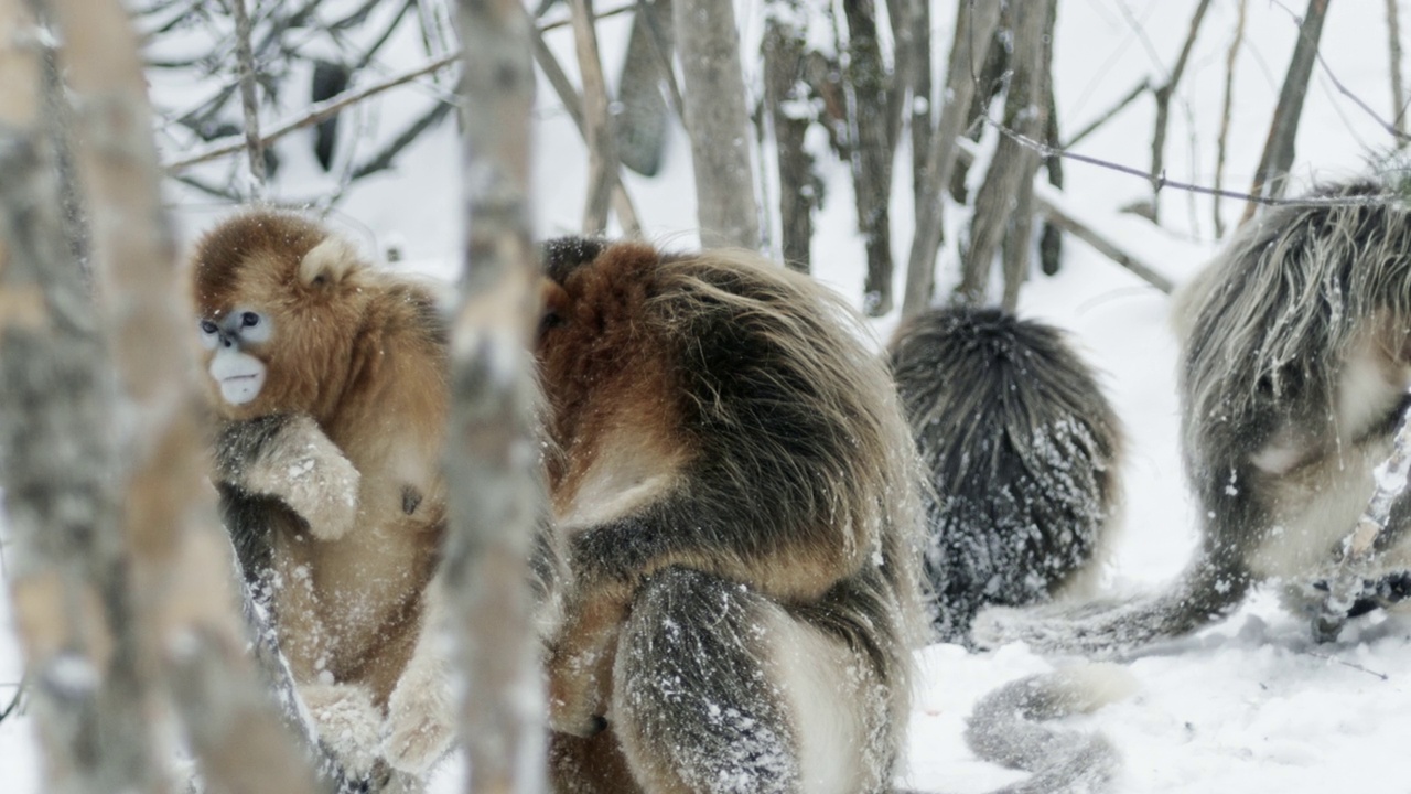 中国冬季风景中的金丝猴视频下载