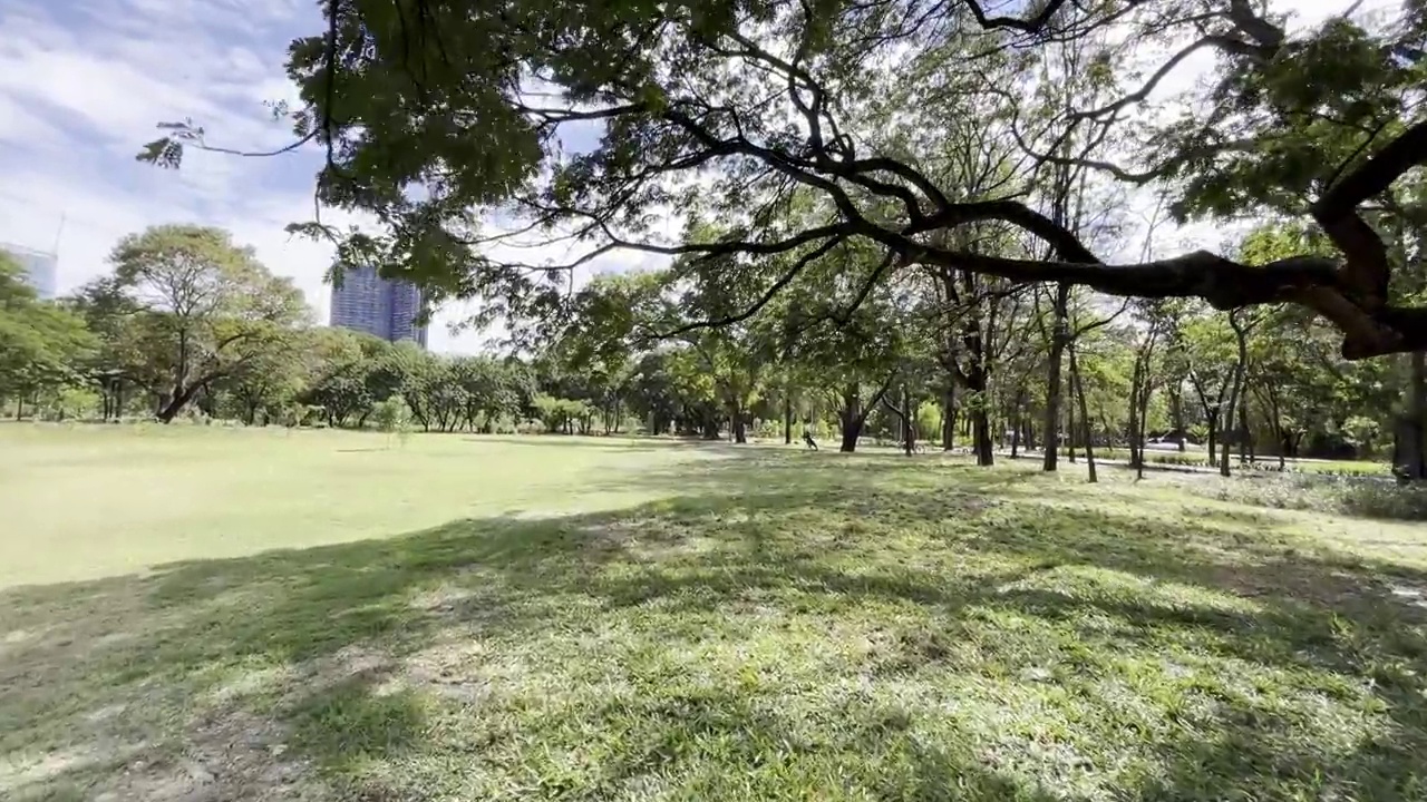 绿色的草地庭院和树木在公共公园视频素材