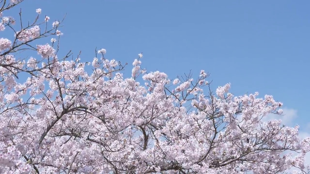 満開の桜と青空 (Cherry Blossoms under a Blue Sky)视频下载