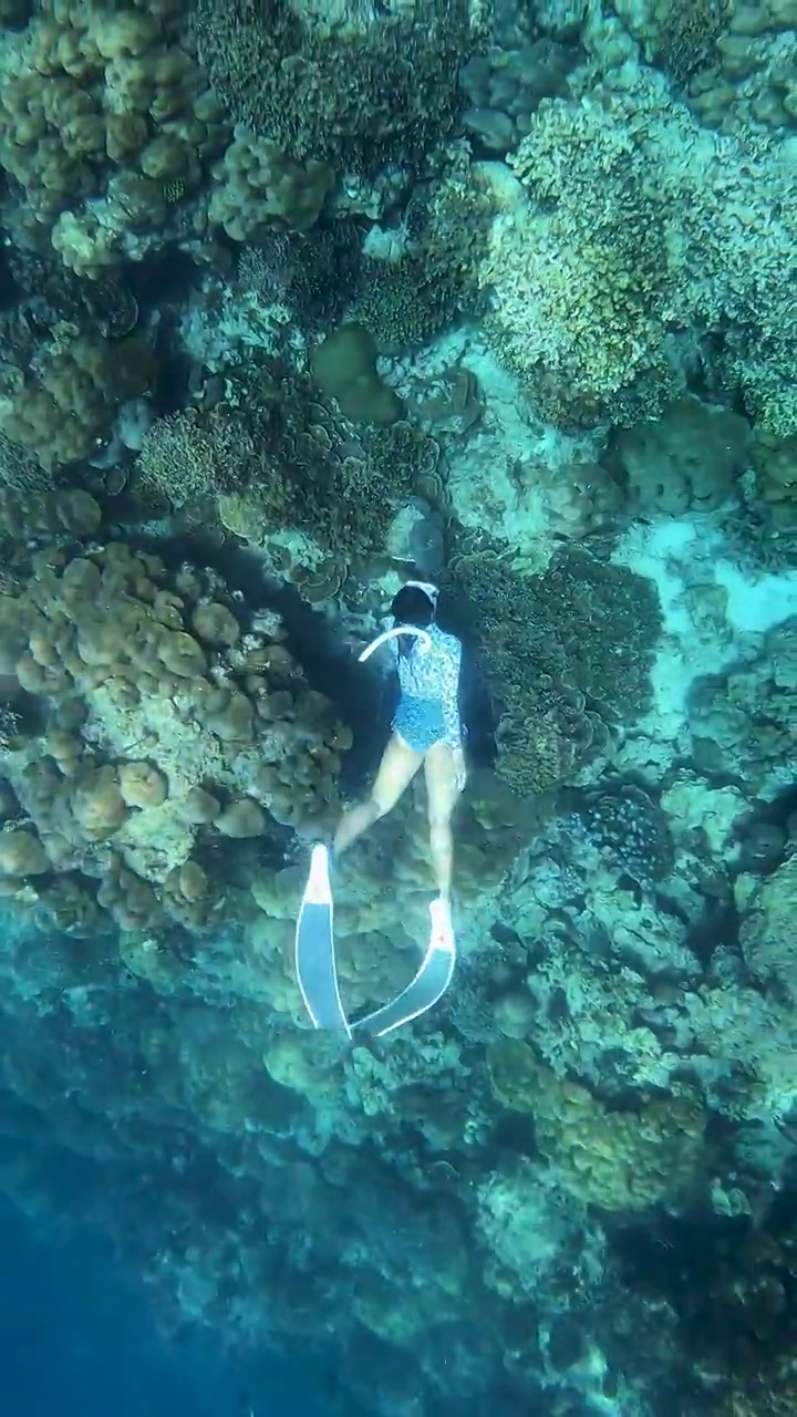 年轻女子自由潜水穿着长鳍潜水在清澈的水充满鱼珊瑚礁热带气候岛视频下载