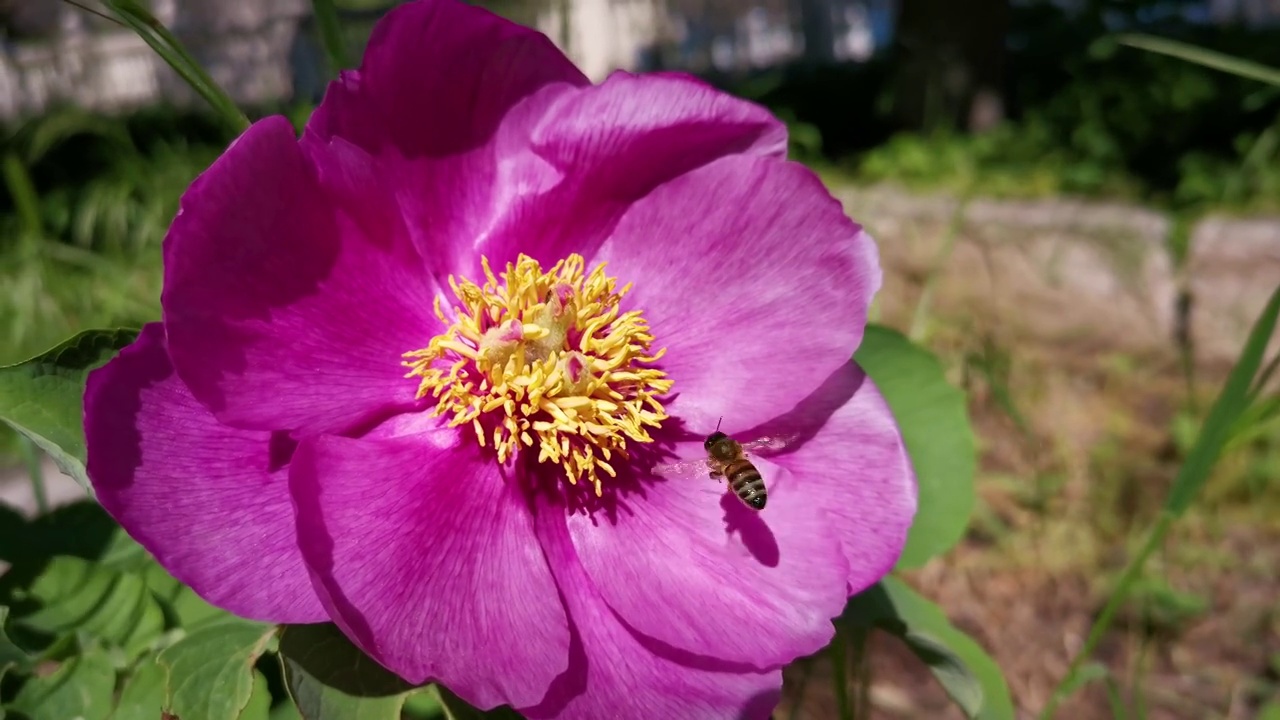 这只蜜蜂是一种粉红色的牡丹视频下载