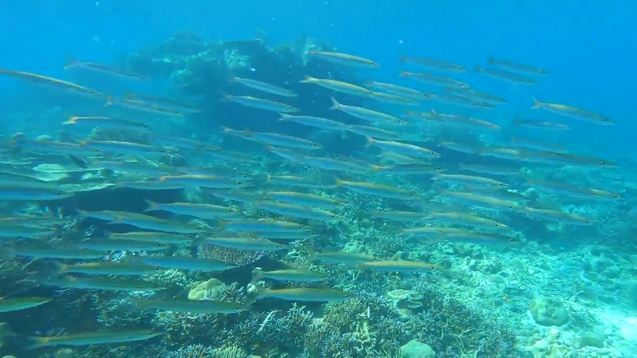 热带气候岛上清水珊瑚礁下的梭鱼群视频下载