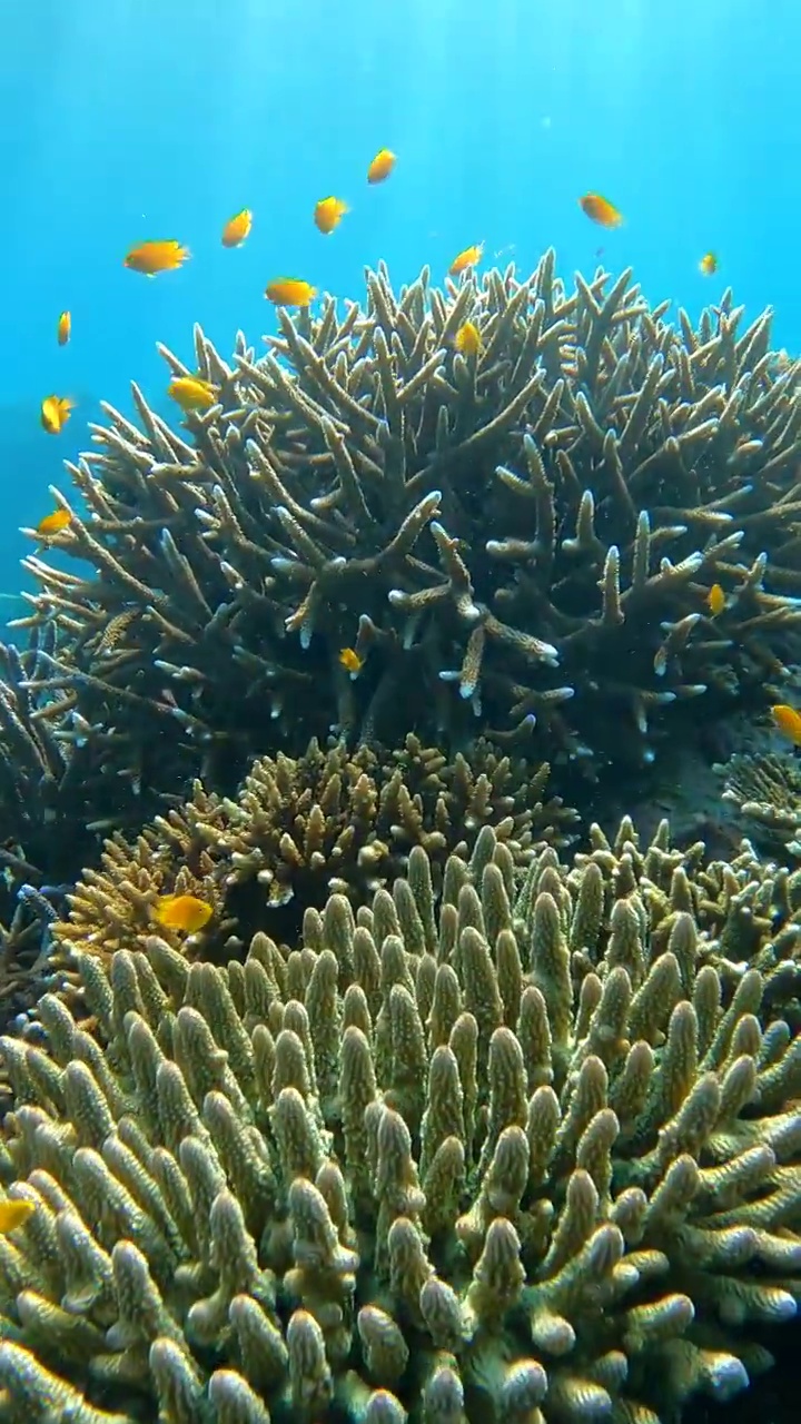 热带气候岛上的水下清澈的珊瑚礁和鱼群视频素材