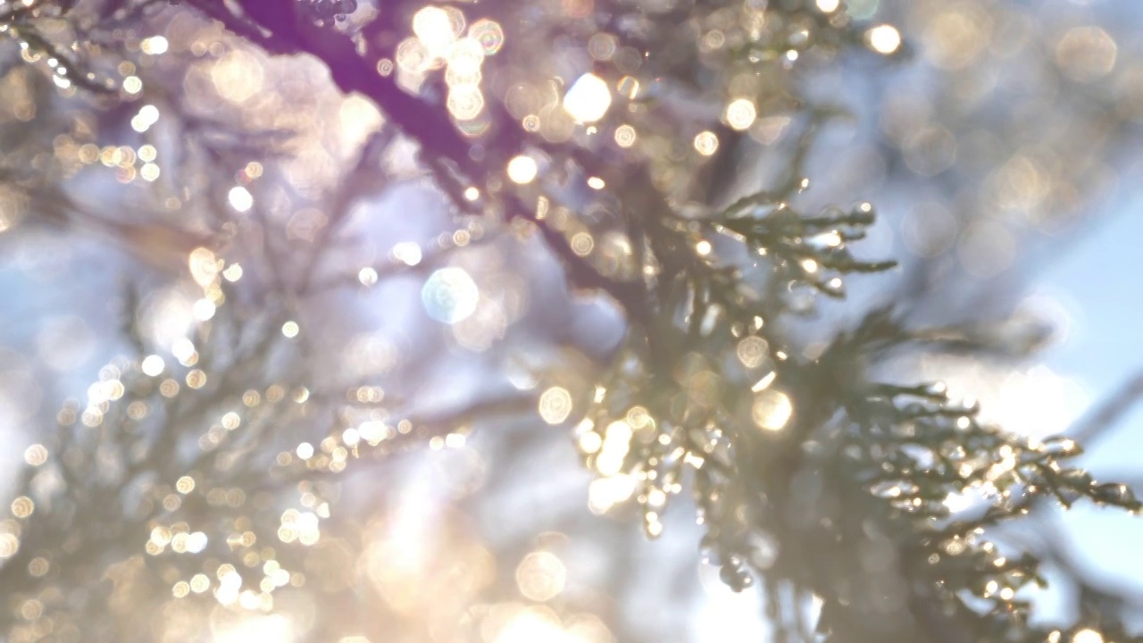 明亮模糊的树枝与露水从晨霜，背光，与美丽的散景和辉光。视频素材