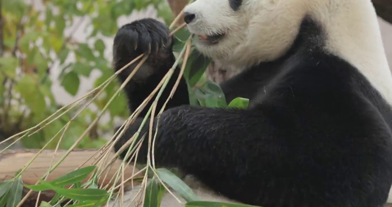 大熊猫(Ailuropoda melanoleuca)也被称为熊猫或简称熊猫，是一种原产于中国中南地区的熊。视频素材