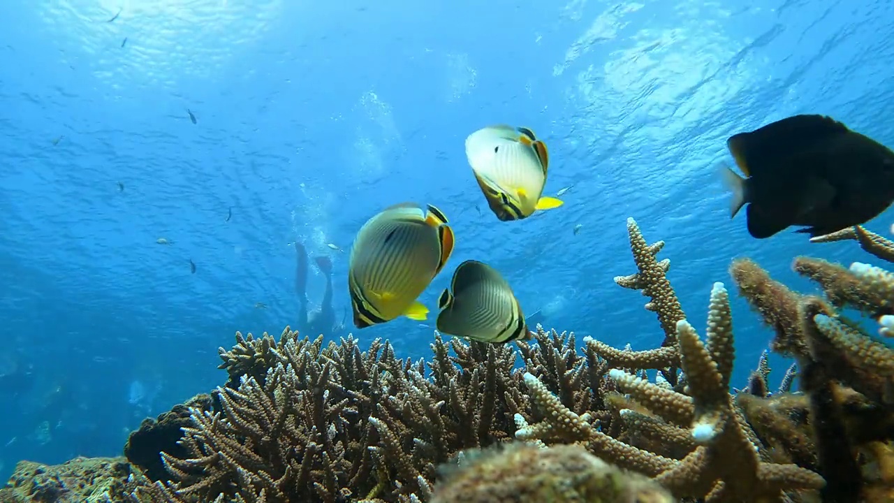 在热带气候岛上，潜水员在清澈的海水、珊瑚礁和鱼群中自由游泳视频素材