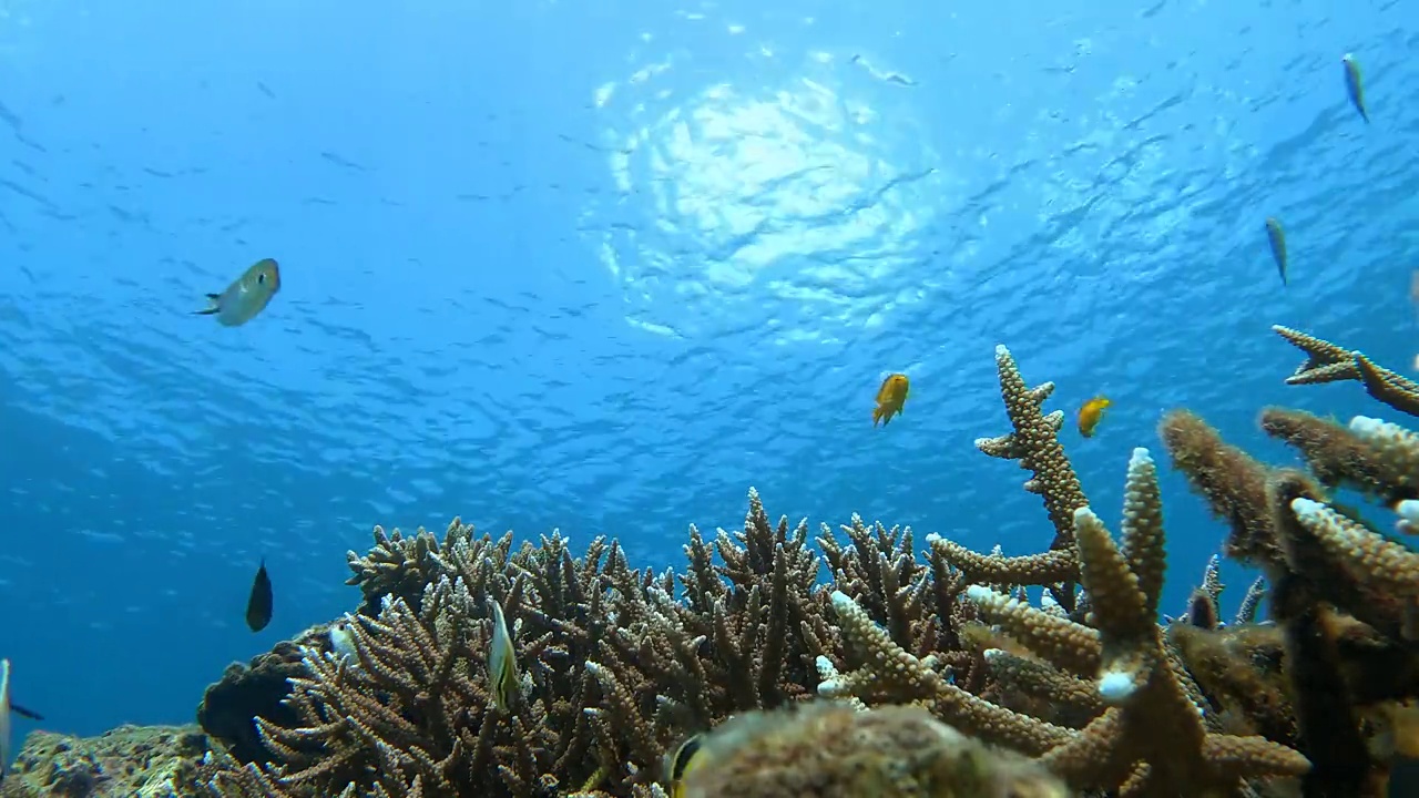 热带气候岛上的水下清澈的珊瑚礁和鱼群视频素材