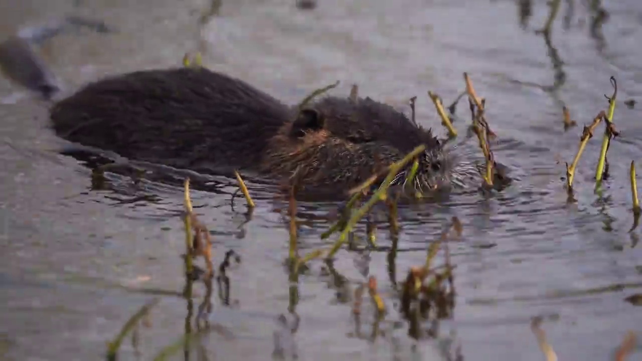 河狸以水生植物为食的海狸鼠或河狸鼠(河狸肌视频下载