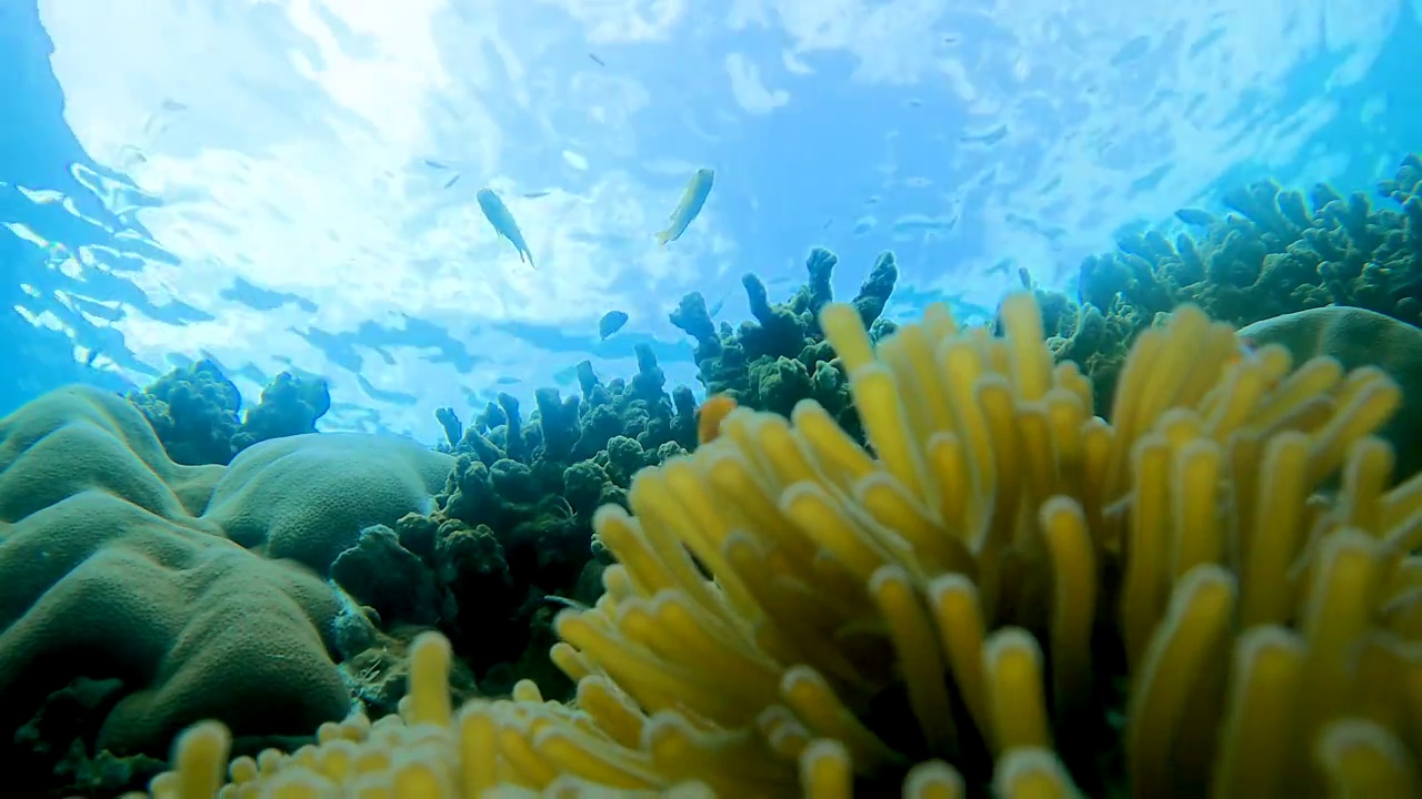 热带气候岛上的水下清澈的珊瑚礁和鱼群视频下载