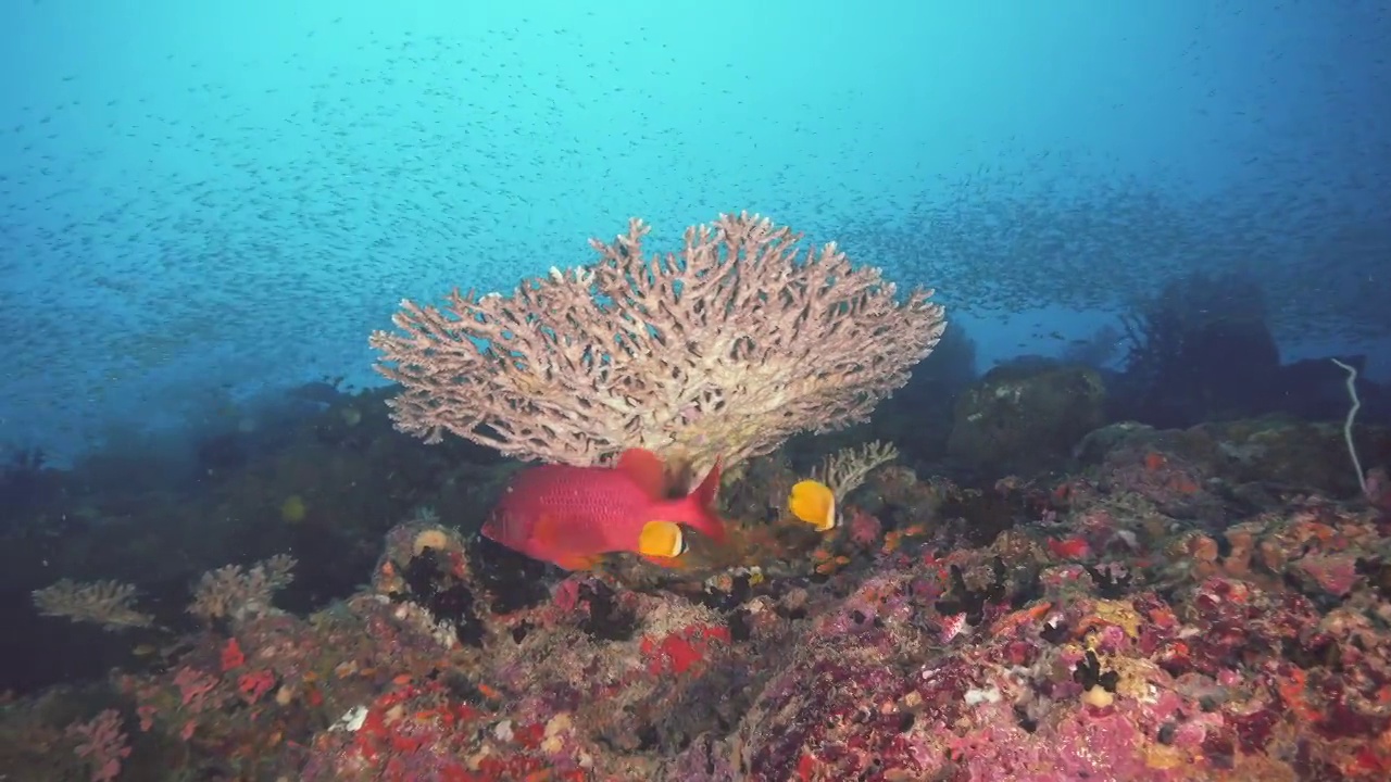 马尔代夫礁石底部的硬珊瑚视频素材