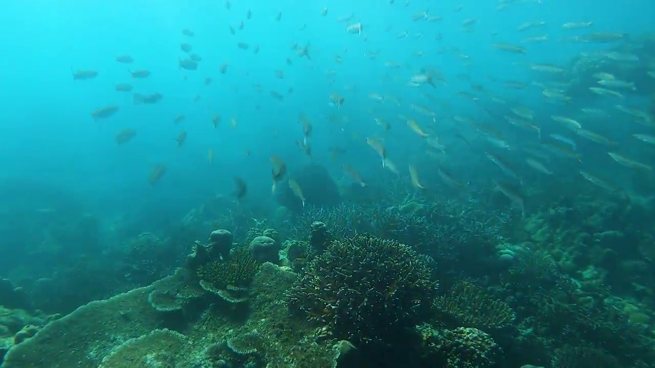 热带气候岛上清水珊瑚礁下的梭鱼群视频素材