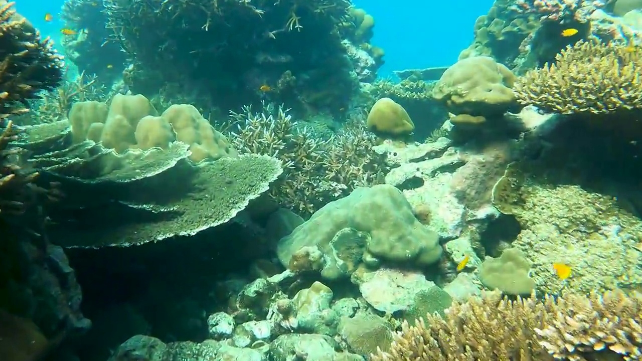 热带气候岛上的水下清澈的珊瑚礁和鱼群视频下载