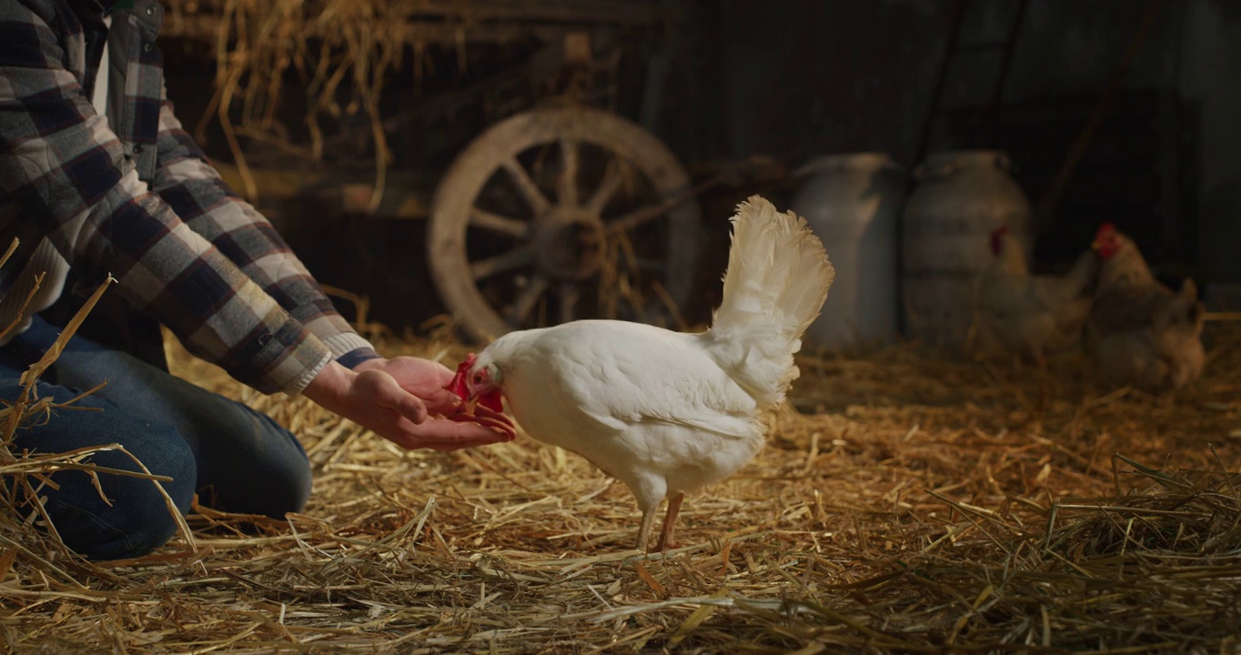 电影特写镜头的年轻男性农民是喂养从他的手生态生长的白色母鸡与适当的真正的生物营养谷物鸡蛋在农村农业农场的谷仓。视频素材