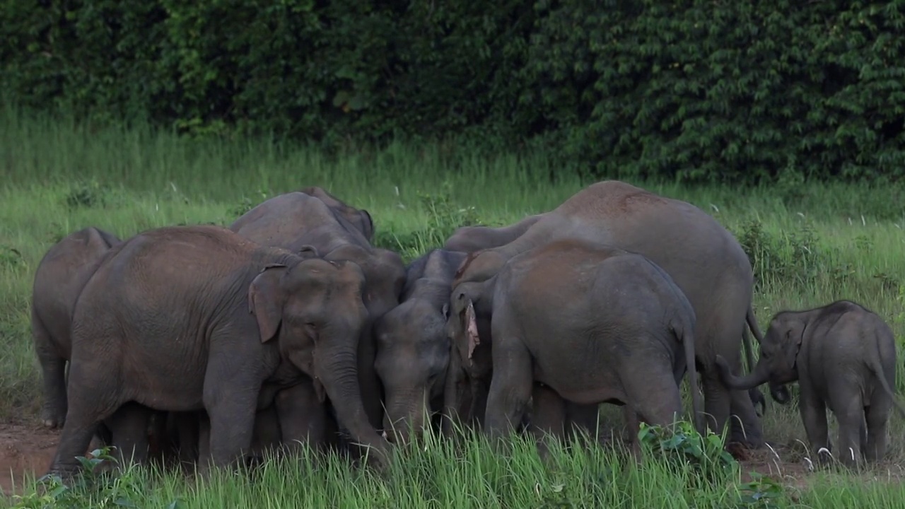 大象动了，在草地上吃草视频素材