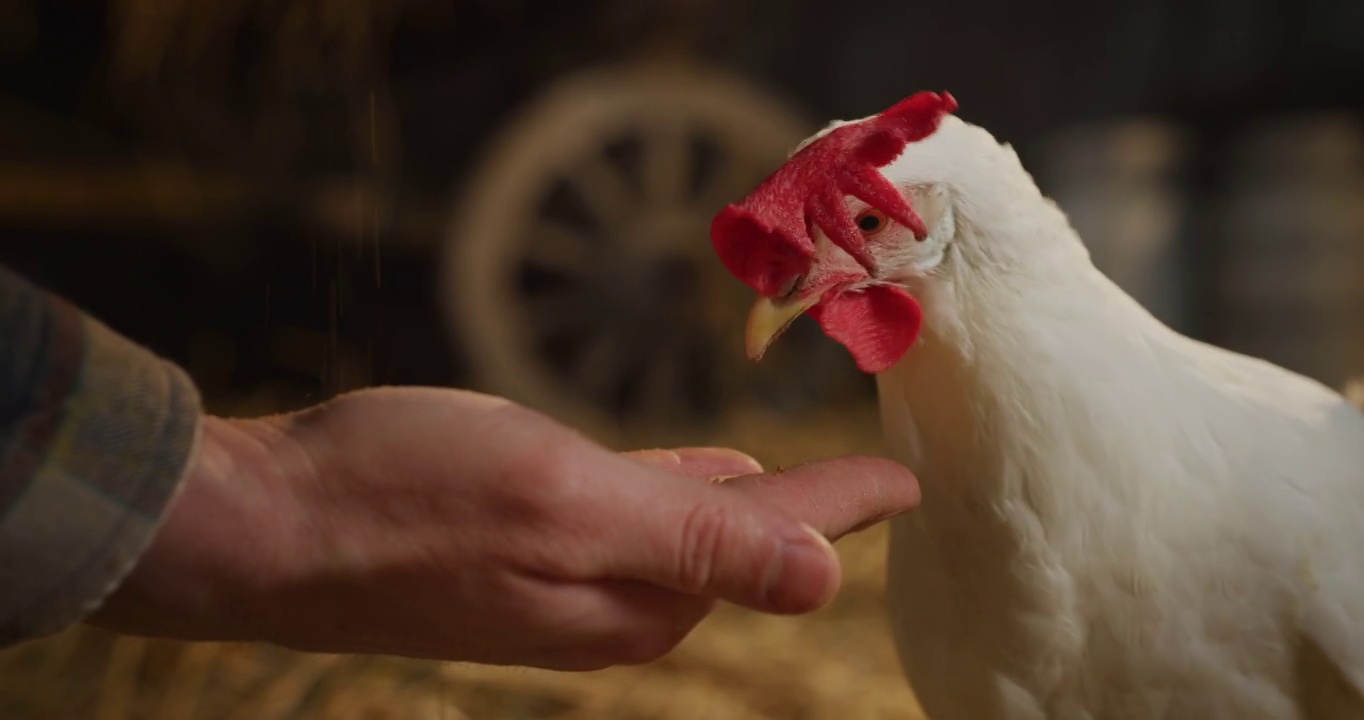 电影特写镜头的年轻男性农民是喂养从他的手生态生长的白色母鸡与真正的生物营养谷物鸡蛋在农村农业农场的谷仓。视频素材