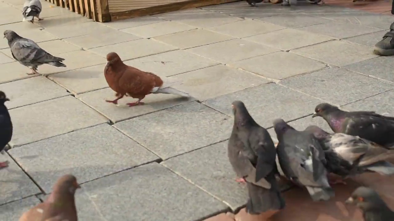 街道人行道上的许多鸽子有选择地集中起来视频素材