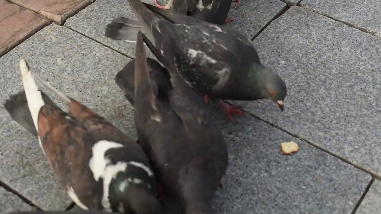 在人行道上吃面包的鸽子有选择性地聚焦起来视频素材