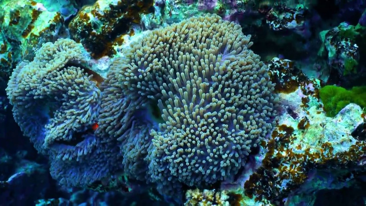 小丑鱼海葵鱼尼莫水下清水珊瑚礁热带气候岛视频下载