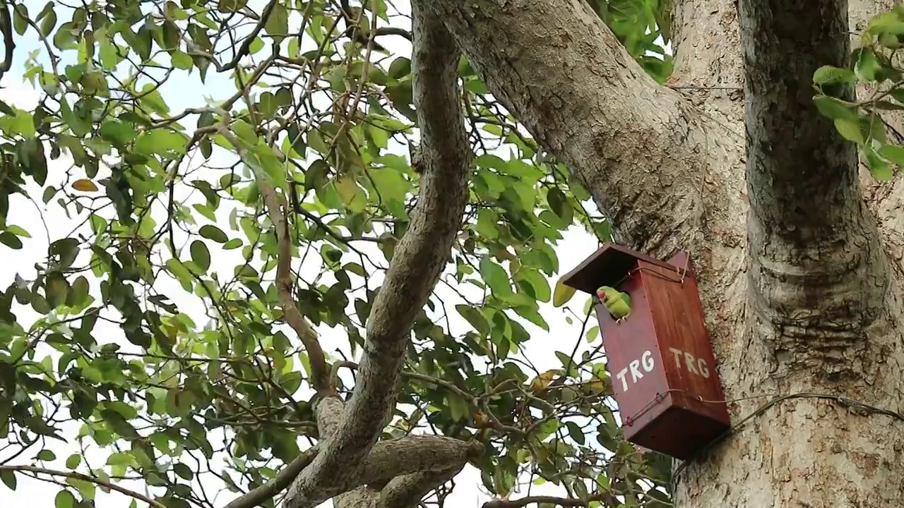 一个美丽的雌性亚历山大长尾小鹦鹉在大树脂树上的树屋放松的镜头视频素材
