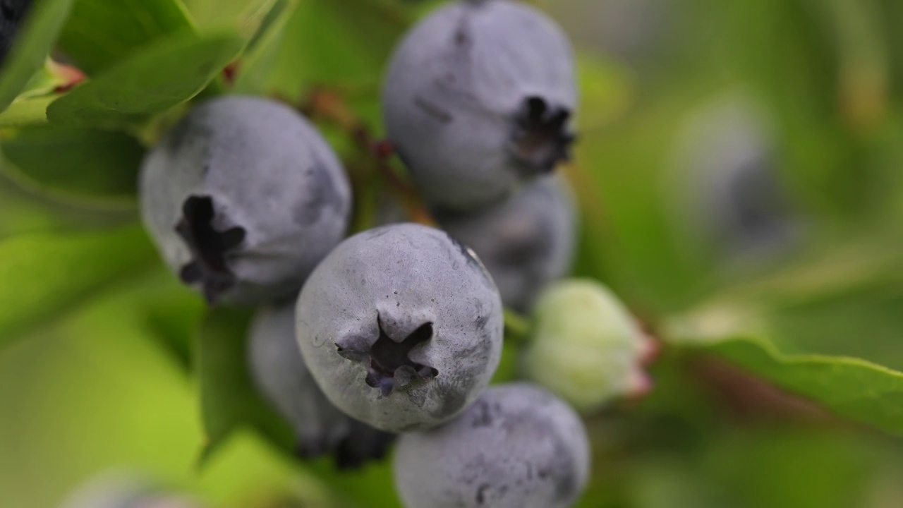 蓝莓灌木上成熟的浆果。蓝莓种植视频素材