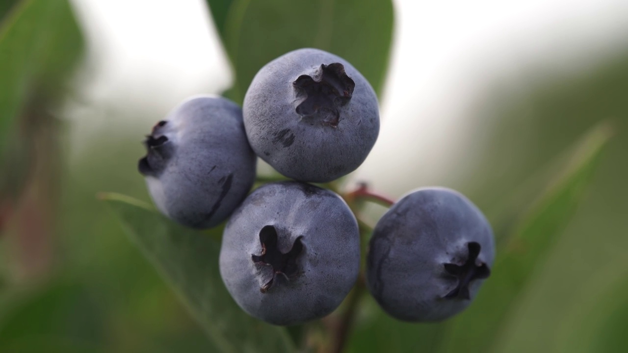 蓝莓灌木上成熟的浆果。蓝莓种植视频素材