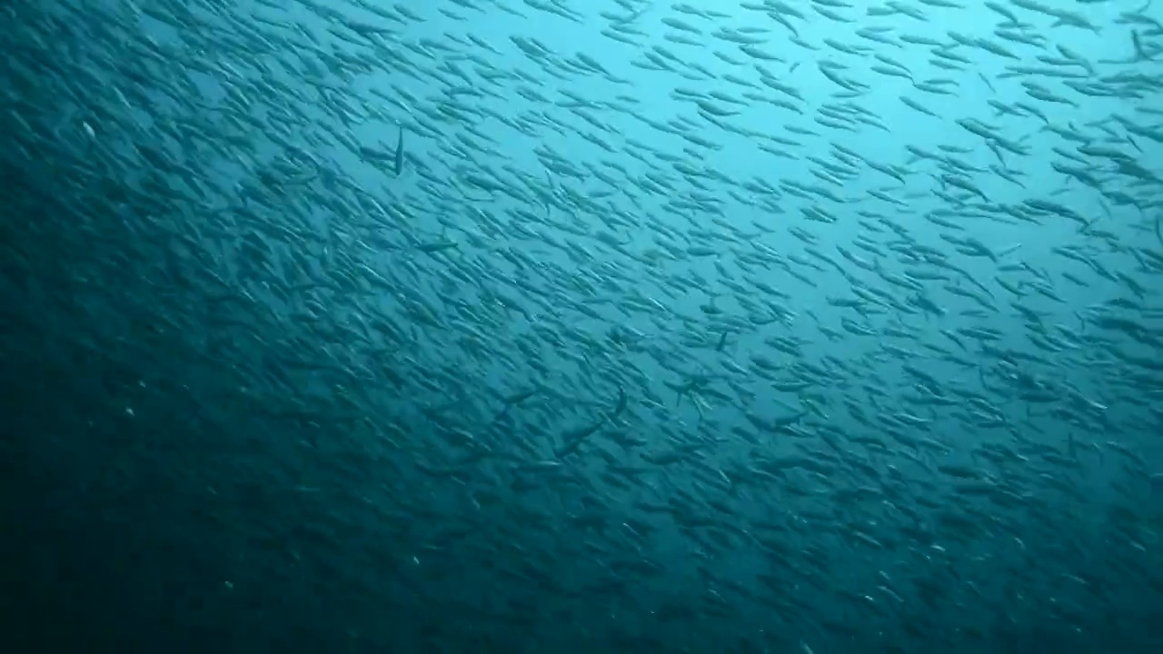 虚假的鲱鱼。视频下载
