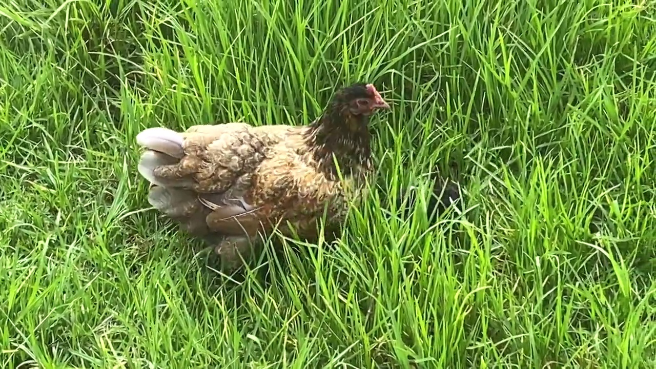 在绿草地上放养的母鸡和小鸡视频下载