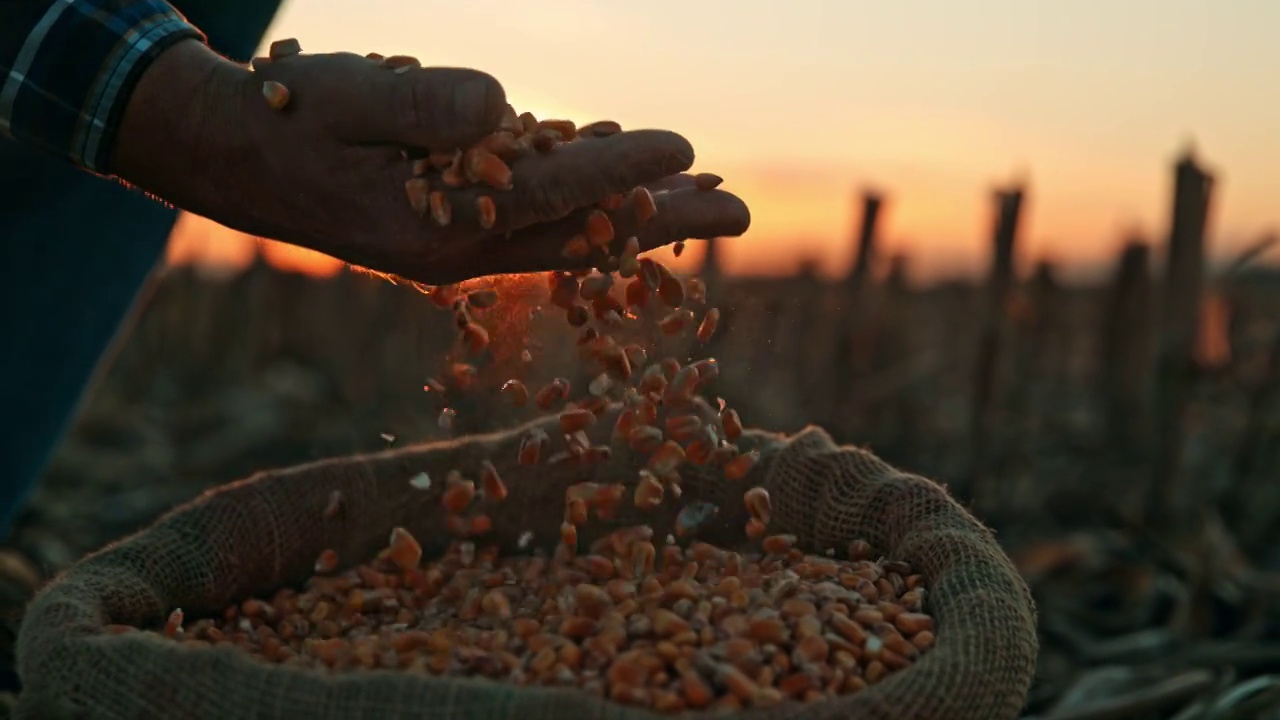 农民在日落时撒下玉米种子视频下载
