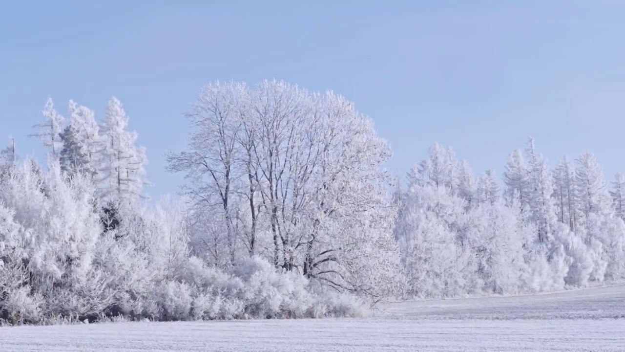 冬天的景观，冰冻的树木和蓝色的天空视频下载