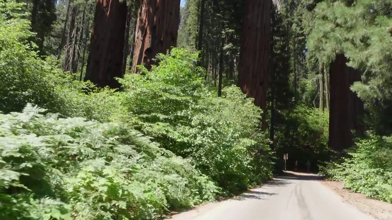 红杉国家森林公园的四名警卫视频下载