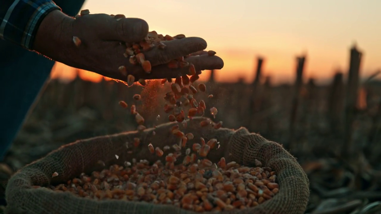 日落时分，农夫在扔下玉米种子视频下载