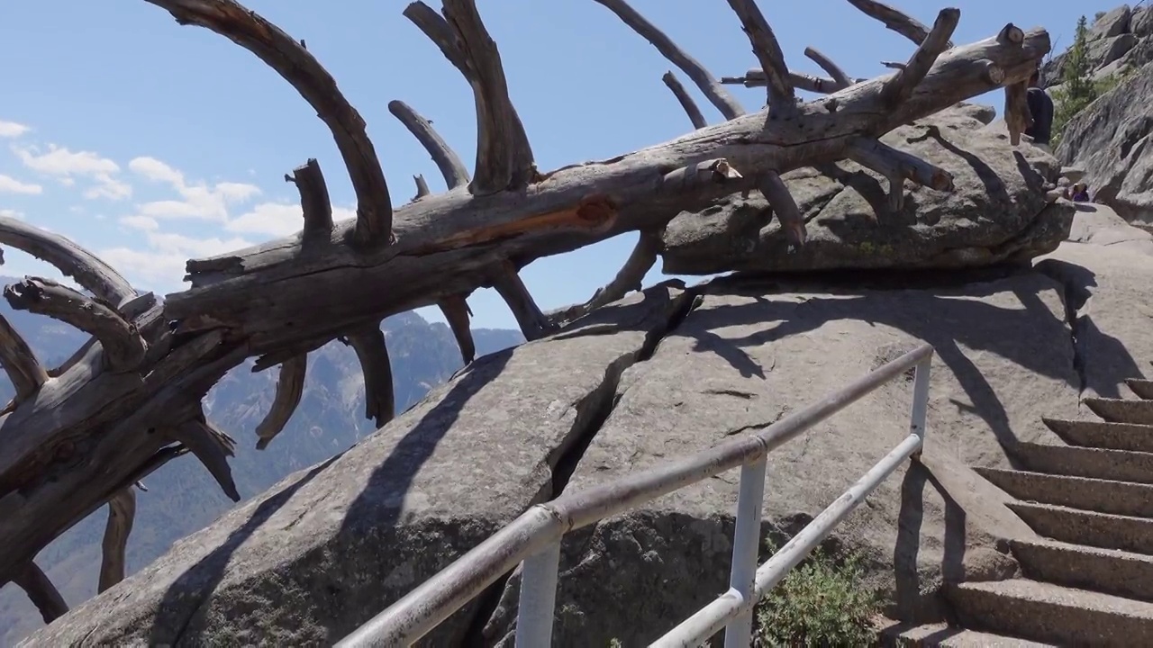 一棵巨大的死树躺在摩洛岩石上视频下载