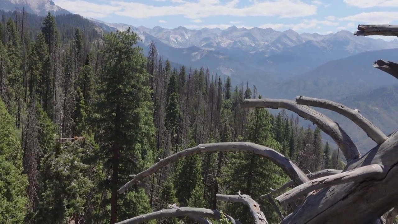 惠特尼山和红杉市摩洛岩上的一棵死树视频下载