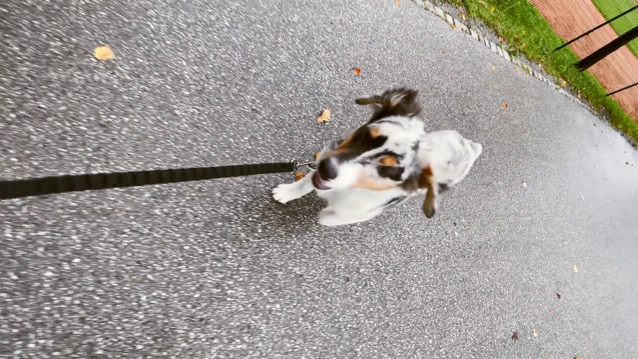 在公园里，一只小狗跟着它的主人视频下载