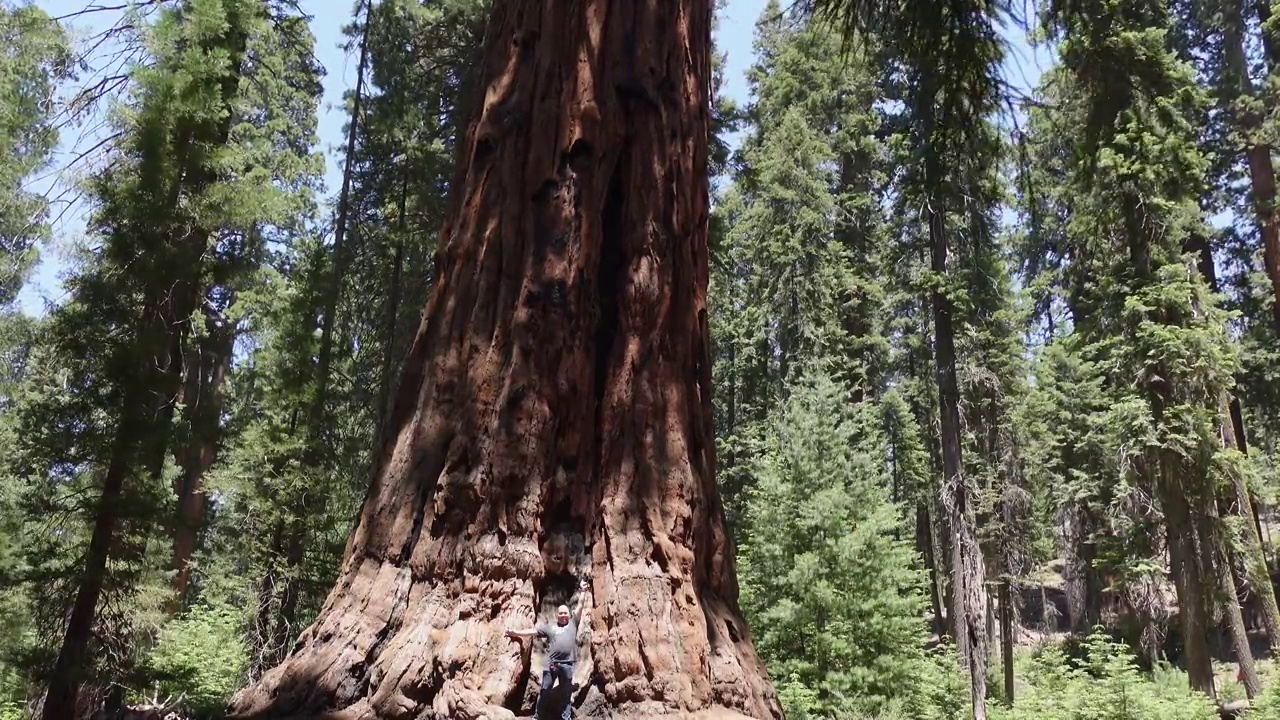 一个男人站在一棵巨大的红杉树下，显示它的大小视频下载