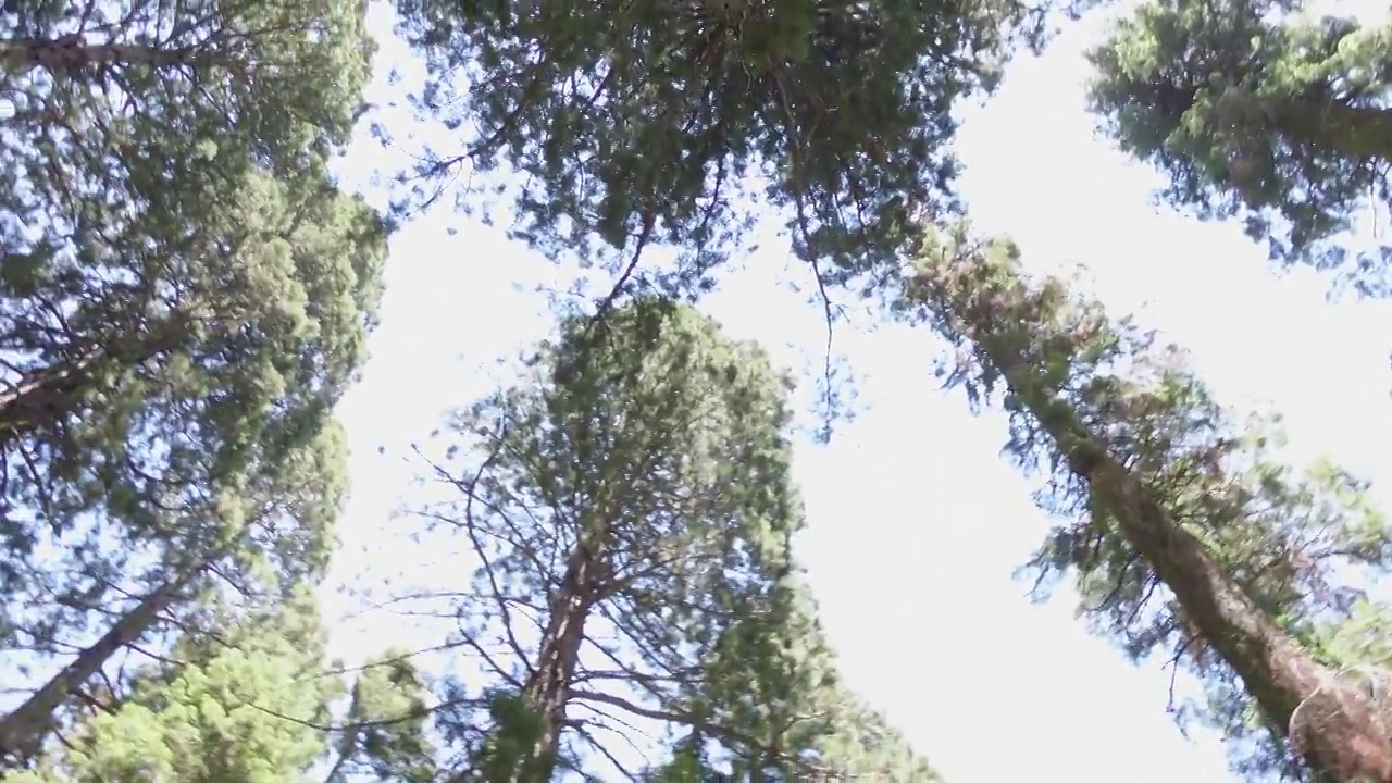 大红杉树在视图视频下载