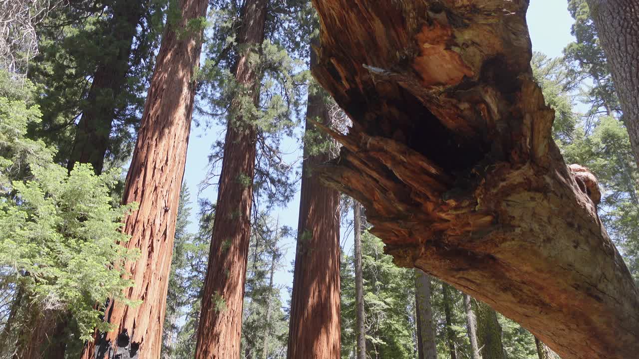 大红杉树在视图视频下载