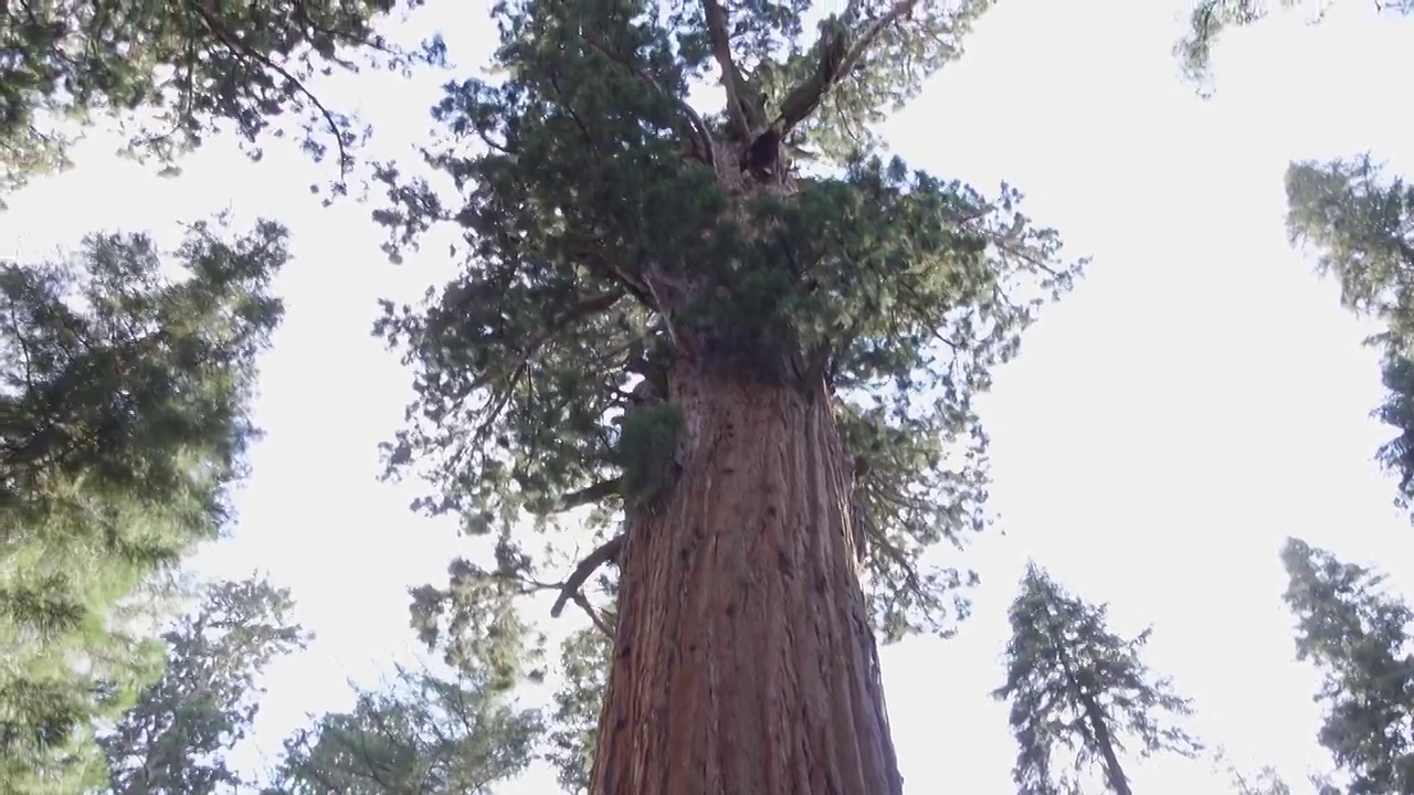 美国红杉国家公园巨林中的谢尔曼将军树视频素材