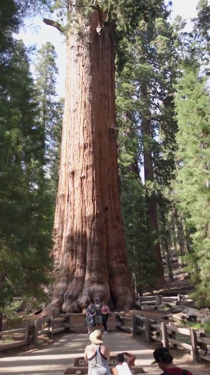 美国红杉国家公园巨林中的谢尔曼将军树视频下载
